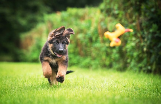 A kölyökkutyák táplálása