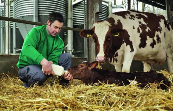 A FOLYÉKONY ARANY – A KOLOSZTRUM 