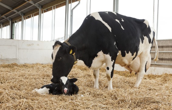 Epigenetika a borjúnevelésben